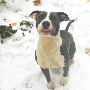 Rescue Pit Bull Terrier Dogs for Adoption in Chicago, Illinois - Miss Pickle | PetCurious