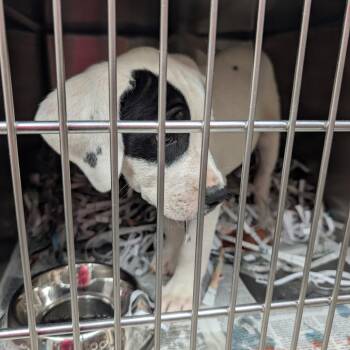 Mixed Breed Dogs Available for Adoption in Lakeland, Florida - Canvas | PetCurious