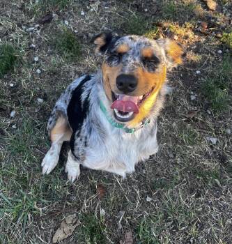 Scout aka Sarge -  Australian Shepherd and Australian Cattle Dog Blue Heeler Dog for Adoption in Lexington, Kentucky - Scout Aka Sarge | PetCurious