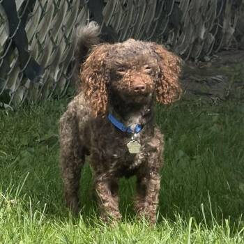 Brownie -  Miniature Poodle Dog for Adoption in Grafton, Ohio - Brownie | PetCurious