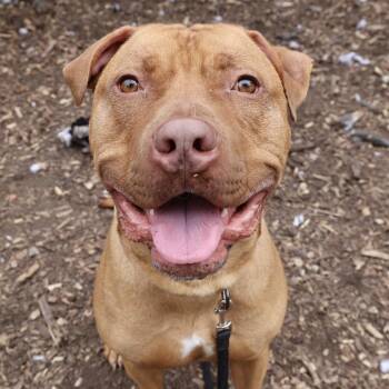 Rudy -  American Staffordshire Terrier Dog for Adoption in Briarcliff Manor, New York - Rudy | PetCurious