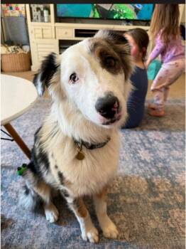 Zuko - Courtesy Listing see info -  Australian Shepherd Dog for Adoption in Polson, Montana - Zuko - Courtesy Listing See Info | PetCurious