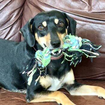 Rescue Hound Dogs for Adoption in Roswell, Georgia - Amy | PetCurious