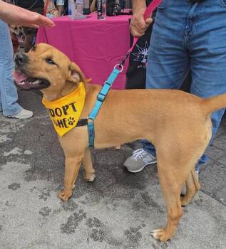 Asuka -  Mixed Breed Dog for Adoption in New York, New York - Asuka | PetCurious