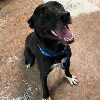 Rescue Terrier and Shepherd Dogs for Adoption in Wadena, Minnesota - Dax | PetCurious