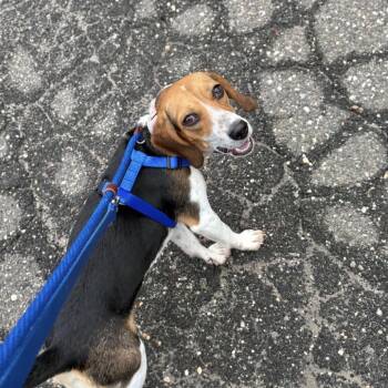 Talia -  Mixed Breed Dog for Adoption in New York, New York - Talia | PetCurious