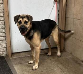 George -  German Shepherd Dog and Husky Dog for Adoption in Denison, Iowa - George | PetCurious