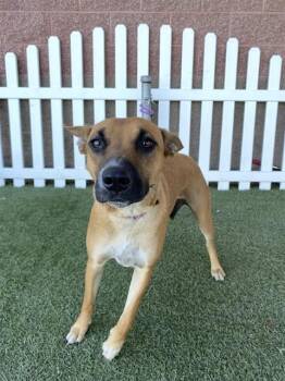 Rescue German Shepherd Dog and Mixed Breed Dogs for Adoption in Modesto, California - MADONNA | PetCurious