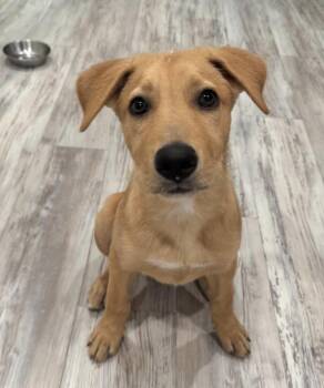 Lucky -  Labrador Retriever Dog for Adoption in Pasadena, California - Lucky | PetCurious