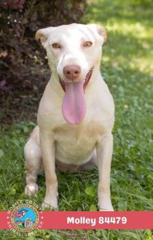 Molley -  Yellow Labrador Retriever Dog for Adoption in Mobile, Alabama - Molley | PetCurious