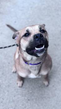 Black Mouth Cur and Pit Bull Terrier Dogs Available for Adoption in Grafton, West Virginia - Sahara | PetCurious