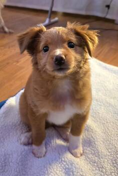 Pot Roast -  Chihuahua Dog for Adoption in Beaverton, Oregon - Pot Roast | PetCurious