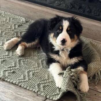 Border Collie Dogs Available for Adoption - Weston | PetCurious