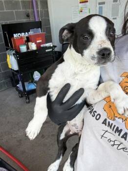 Pit Bull Terrier and Mixed Breed Dogs Available for Adoption - 60253378 | PetCurious