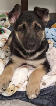 German Shepherd Dog and Mixed Breed Dogs Available for Adoption - Finn Shepherd | PetCurious