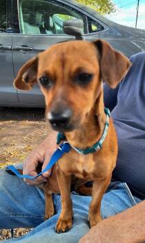 Dachshund and Chihuahua Dogs Available for Adoption in Missouri City, Texas - Elonna OR14224-Thw | PetCurious