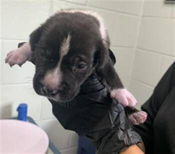 CARNATION -  Pit Bull Terrier and Mixed Breed Dog for Adoption in Corpus Christi, Texas - CARNATION | PetCurious