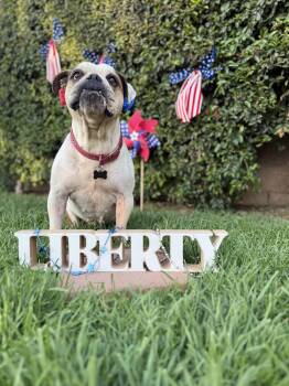 Rescue English Bulldog Dogs for Adoption in West Hollywood, California - Birdie | PetCurious