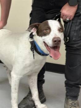 Mixed Breed Dogs Available for Adoption - Queso | PetCurious