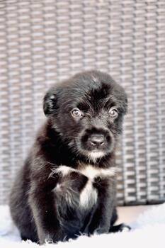 Moo-dini -  Border Collie and Labrador Retriever Dog for Adoption in San Diego, California - Moo-dini | PetCurious