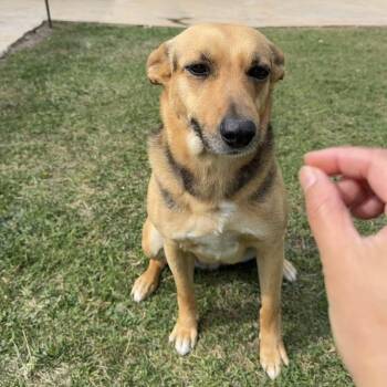 German Shepherd Dog Dogs Available for Adoption in Los Angeles, California - Summer | PetCurious