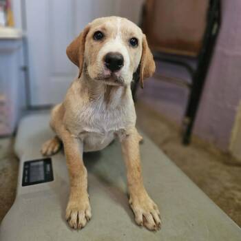 TNGC-Stray-1382 -  Mixed Breed Dog for Adoption in Pulaski, Tennessee - TNGC-Stray-1382 | PetCurious