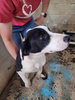 Spade -  Labrador Retriever Dog Available for Adoption in Linton, Indiana - Spade | PetCurious