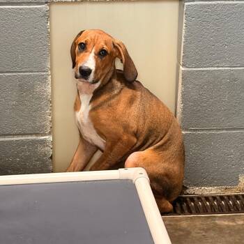 Lyla -  Boxer and Treeing Walker Coonhound Dog for Adoption in Franklin, North Carolina - Lyla | PetCurious