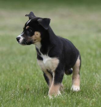 Australian Shepherd and Shepherd Dogs Available for Adoption in Mechanicsburg, Pennsylvania - Asher | PetCurious
