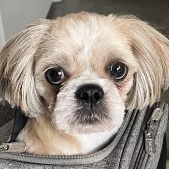 Brew Trooper -  Shih Tzu Dog for Adoption in Plano, Texas - Brew Trooper | PetCurious