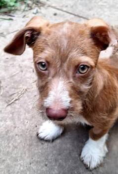 Zigmund BR14499-T -  Wirehaired Dachshund Dog for Adoption in Missouri City, Texas - Zigmund BR14499-T | PetCurious