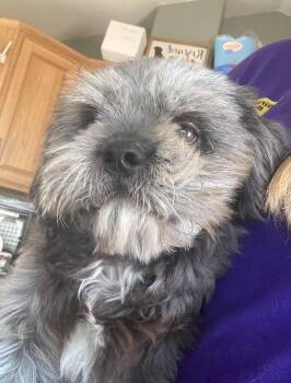 Alphie -  Shih Tzu Dog for Adoption in Deming, New Mexico - Alphie | PetCurious