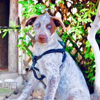 Monstera -  Australian Shepherd and Catahoula Leopard Dog Dog for Adoption in San Diego, California - Monstera | PetCurious