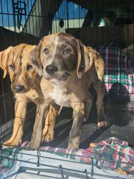 Australian Shepherd and Poodle Dogs Available for Adoption - Razzle Bubblegum | PetCurious