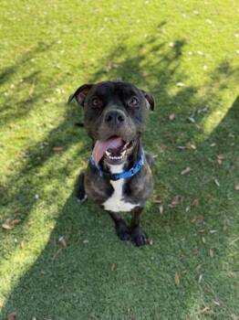 Rex - 3 -  Pit Bull Terrier and Mixed Breed Dog for Adoption in Daytona Beach, Florida - Rex - 3 | PetCurious
