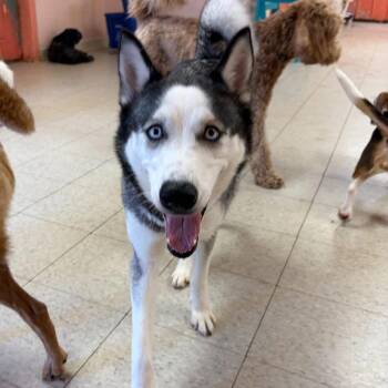 Storm -  Husky and Mixed Breed Dog for Adoption in Tacoma, Washington - Storm | PetCurious