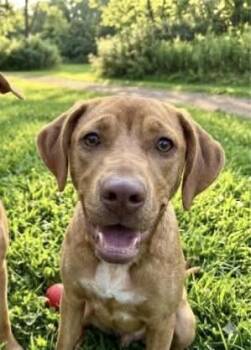Swirl -  Carolina Dog Dog for Adoption in Wando, South Carolina - Swirl | PetCurious