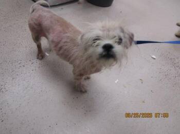 (316) -  Terrier Dog for Adoption in Marietta, Georgia - (316) | PetCurious