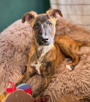 Rescue Mixed Breed Dogs for Adoption in Lindenhurst, New York - Scarlet | PetCurious