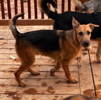 Clarence Sassy pup -  German Shepherd Dog Dog for Adoption in Jerome, Idaho - Clarence Sassy Pup | PetCurious