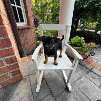 Mickey -  Mixed Breed Dog for Adoption in Fredericksburg, Virginia - Mickey | PetCurious