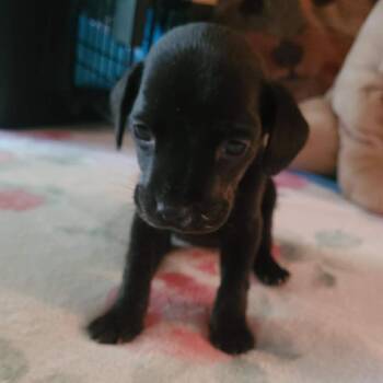 Moon -  Mixed Breed Dog for Adoption in Springboro, Ohio - Moon | PetCurious