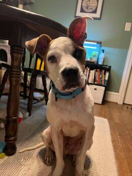 Rescue Bulldog Dogs for Adoption in Zuni, Virginia - Jace | PetCurious