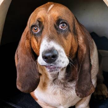 Shiloh -  Basset Hound Dog for Adoption in Sonoma, California - Shiloh | PetCurious