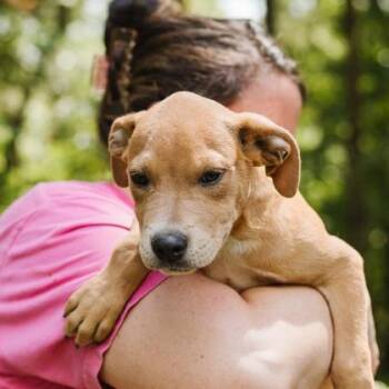 James -  Beagle and Labrador Retriever Dog for Adoption in Morton Grove, Illinois - James | PetCurious