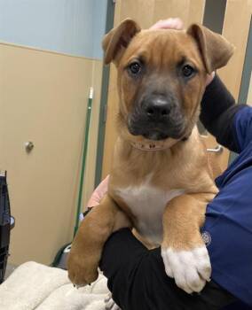 Black Mouth Cur and Mastiff Dogs Available for Adoption - RUBY | PetCurious