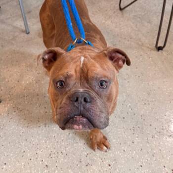 Tyke -  English Bulldog Dog for Adoption in Indianapolis, Indiana - Tyke | PetCurious