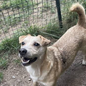 Rescue Corgi and Yellow Labrador Retriever Dogs for Adoption in Graham, Washington - RIGATONI | PetCurious
