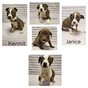 Camilla -  Terrier Dog for Adoption in Tampa, Florida - Camilla | PetCurious