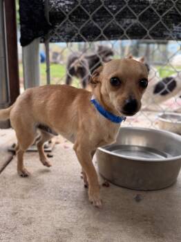 Chihuahua Dogs Available for Adoption in Fresno, California - BRANDON | PetCurious